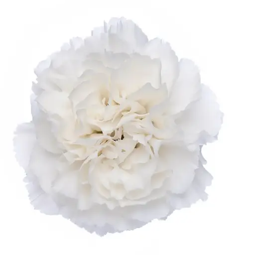 M25 LG Carnations White Komachi Blanco 