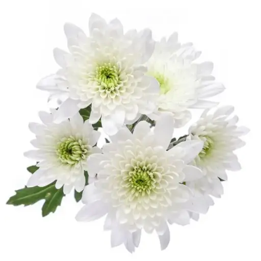 PO Chrysanthemums White Maisy 