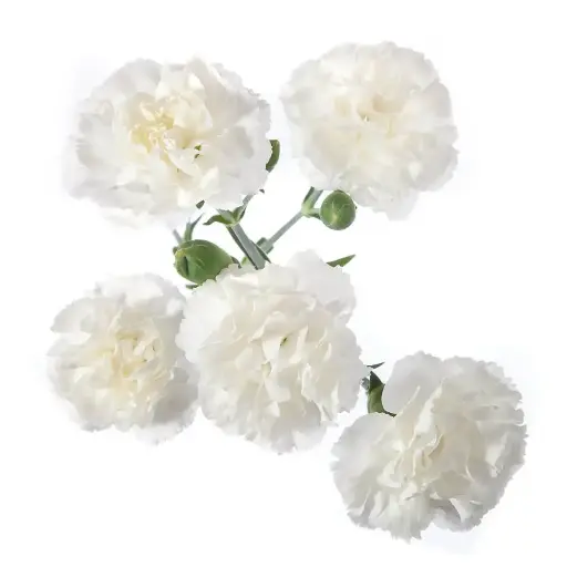 PO Mini Carnations White Nimbus