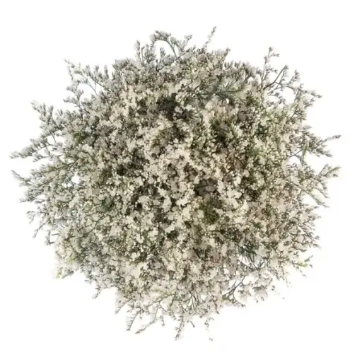 PO Limonium Caspia White