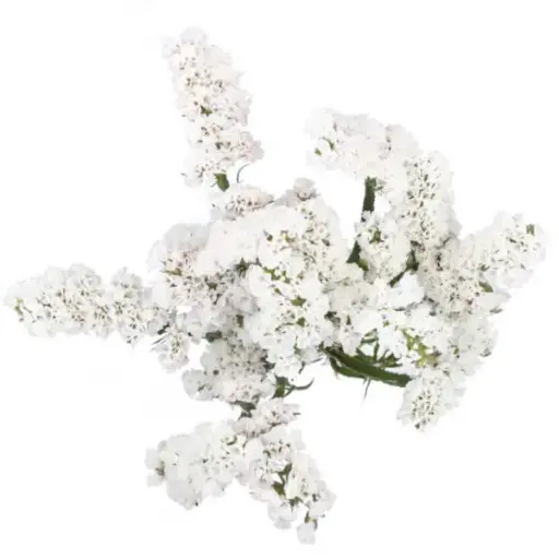 Statice White (10st)