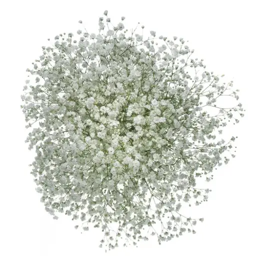 M26 GYP Baby's Breath (6 Stems) 