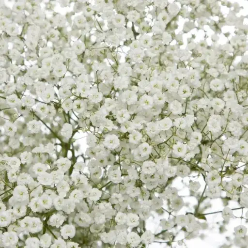 PO Xlence GYP Baby's Breath
