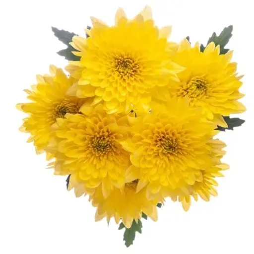 PO Chrysanthemums Yellow Champagne