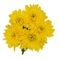 AL26 Chrysanthemums Deep Yellow Cheddar