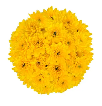 V26 Chrysanthemums Deep Yellow Cheddar