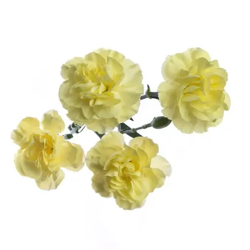 PO Mini Carnations Gold Strike Yellow 