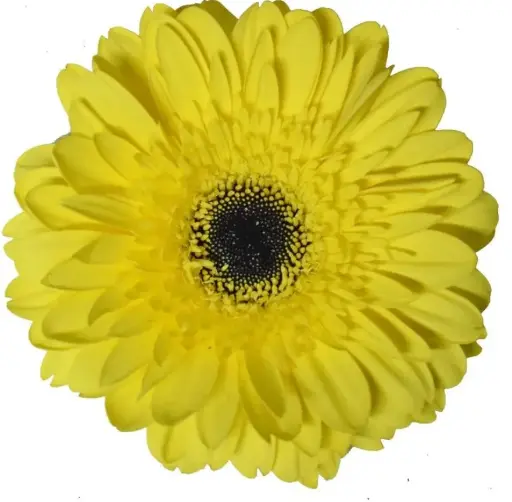 PO Gerbera Yellow Meriva 