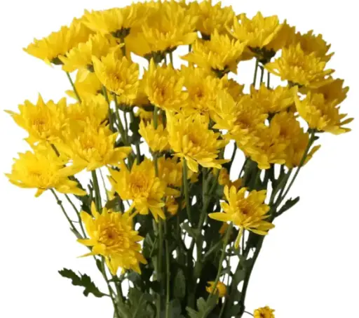 PO Chrysanthemums Yellow Sunflame 