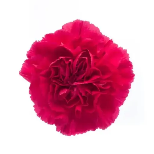 M25 LG Carnations Dark Pink Zepplin