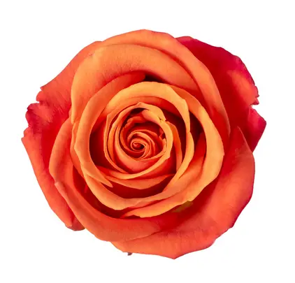 M25 40cm Roses Orange Crush