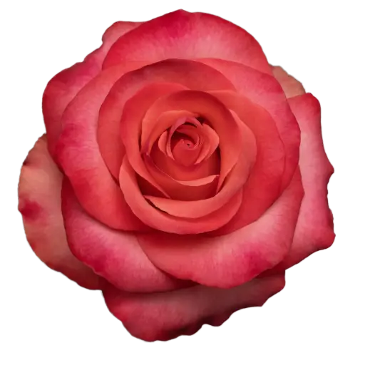 AL26 50cm Roses Hot Coral Pink Lady Amira