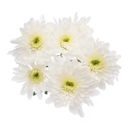 PO Chrysanthemums White Artic Queen  