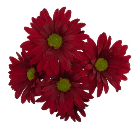 PO Daisies Red Phoenix