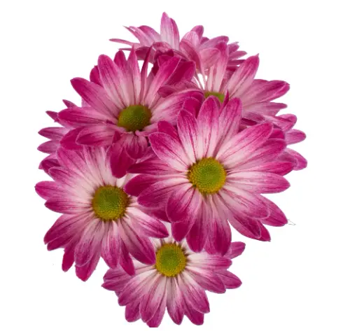 PO Daisies Magenta Cano Cristales