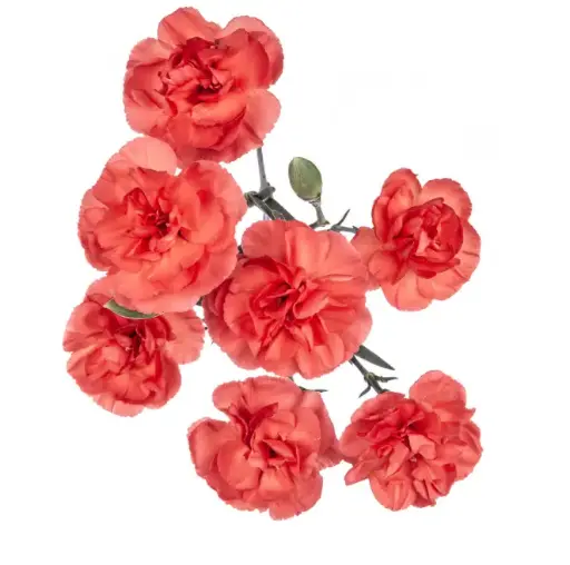 M26 Mini Carnations Orange Valencia