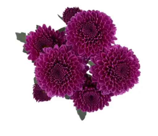 M25 Buttons Purple Gustav 