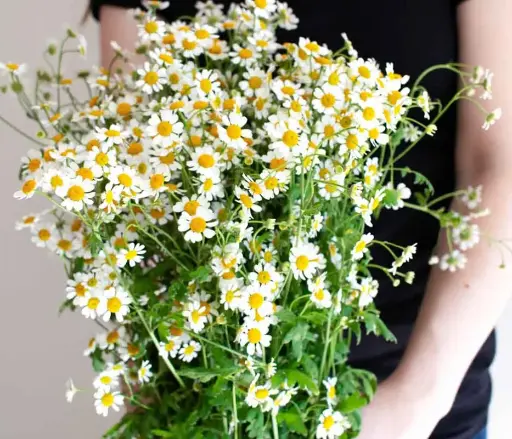 M25 Chamomile Daisy