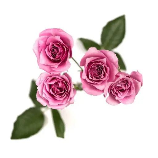 M25 Spray Roses Lavender Blue Moon