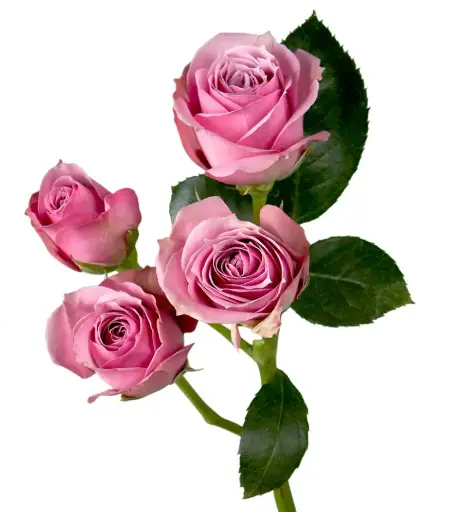 PO Spray Roses Lavender Blue Moon