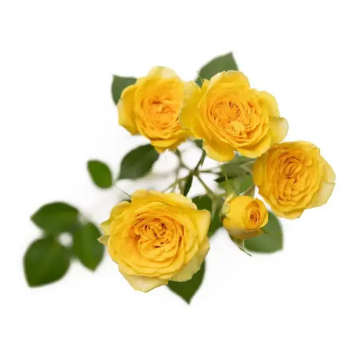 M26 50cm Spray Roses Yellow Leo