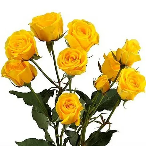 PO Spray Roses Yellow Sun City 