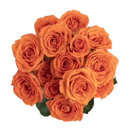 PO Spray Roses Orange Babe 