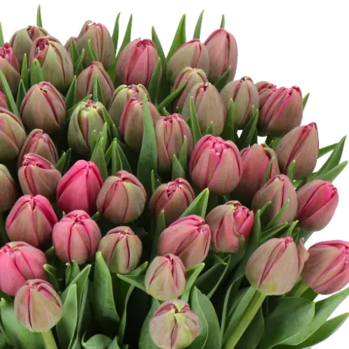 PO Tulips Assorted 