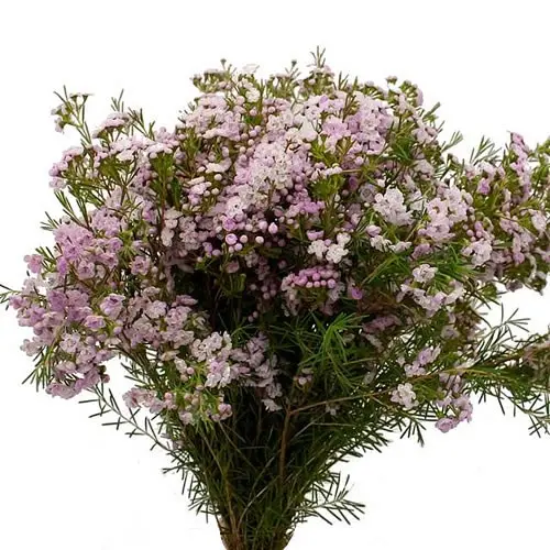 M25 Wax Flowers Pink Dancing Queen
