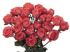 M25 Spray Roses Coral Pink Corcega