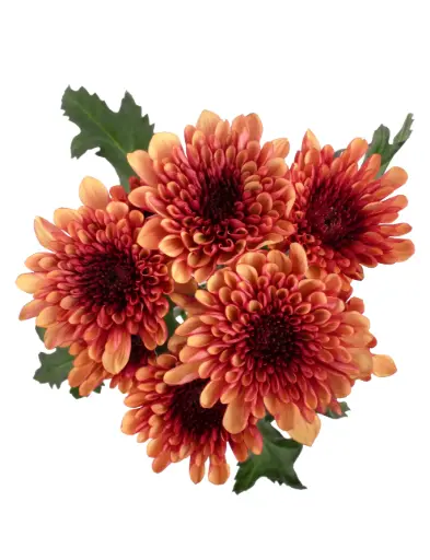 Chrysanthemums Bi-Color Lovato Honey