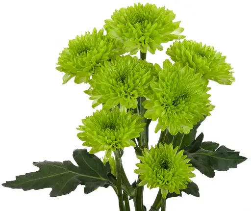 Chrysanthemums Green Lemonada 
