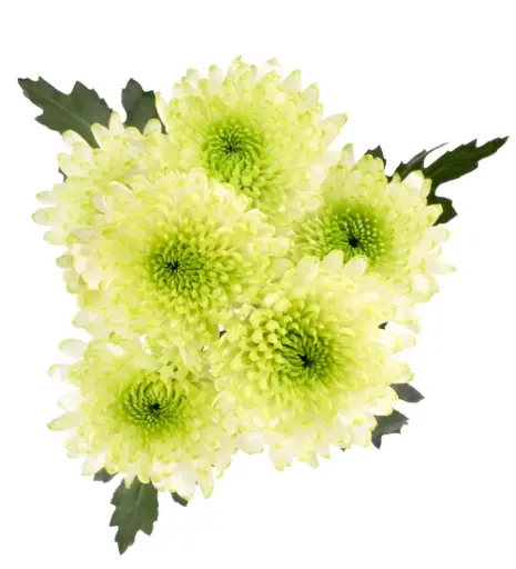 Chrysanthemums Light Green Forrester 