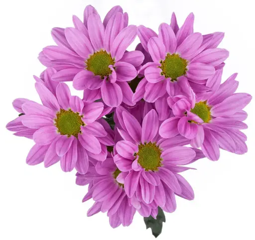 Daisies Lilac Melrose Dark