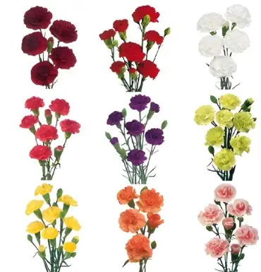 Mini Carnations Assorted 