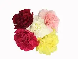 LG Carnations Assorted (20st)