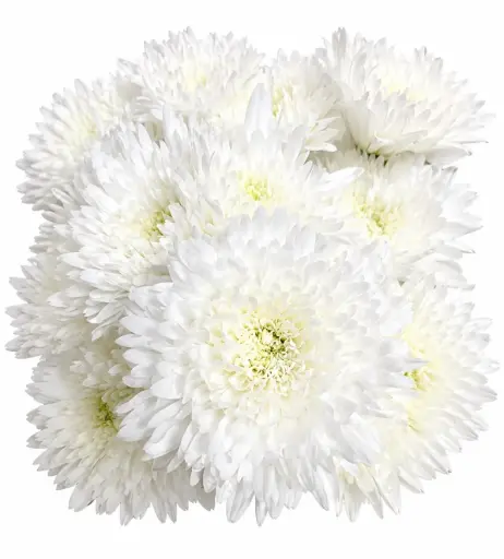 Chrysanthemums White Novelty Espanoja 