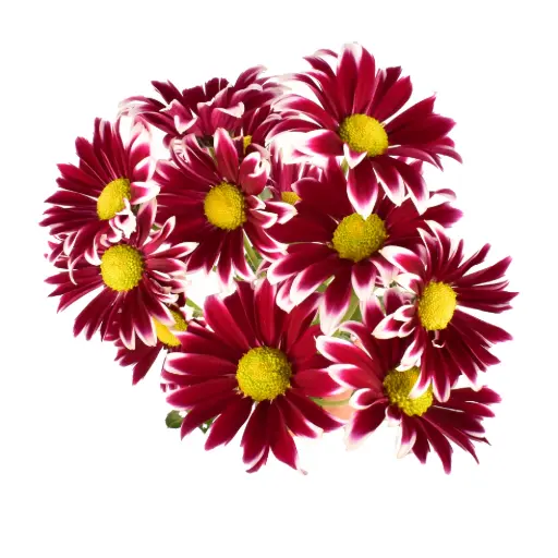 Daisies Purple Theron