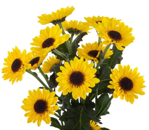 Vi-Bowl Yellow Mini Sunflower Zippo 