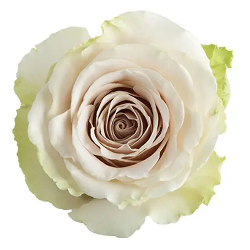 40cm Roses Creamy Sand Pompei