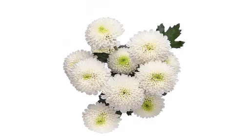 Buttons White Mark Twain