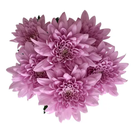 PO Chrysanthemums Allstar