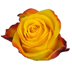 M25 40cm Roses Yellow Summerlight 