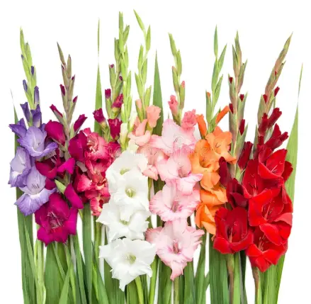 M25 Gladiolus Assorted