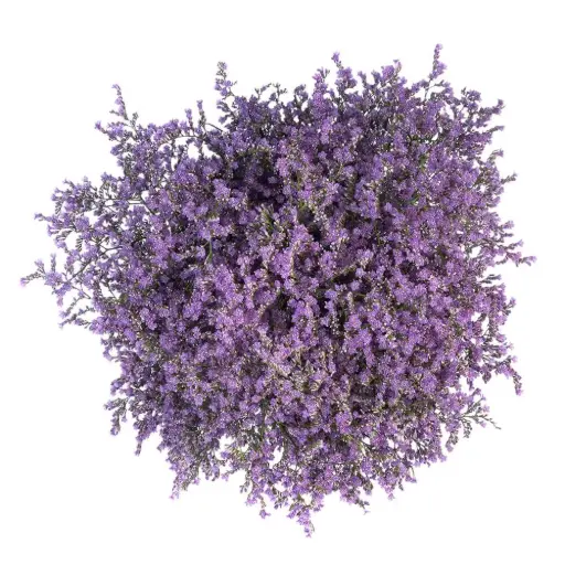 AL26 Caspia Purple Misty