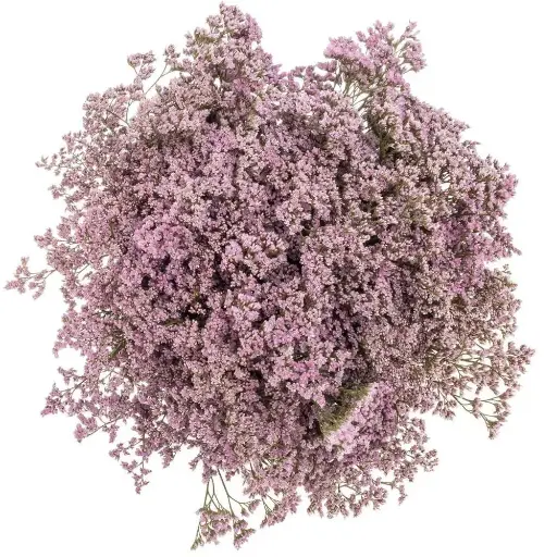 M25 Limonium Caspia Pink