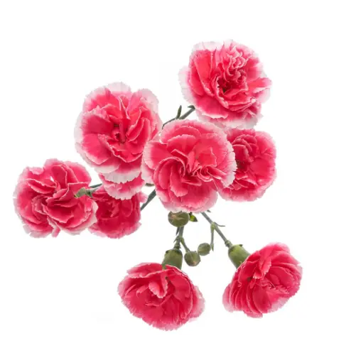 PO Mini Carnations Cherry Tessino
