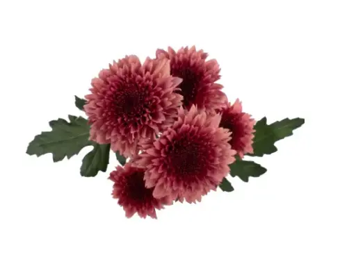 V26 Chrysanthemums Raspberry Brulee