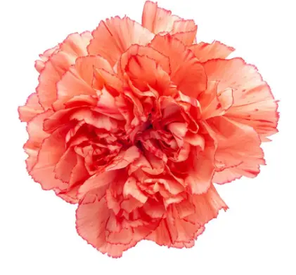 M25 LG Carnations Orange Trueno