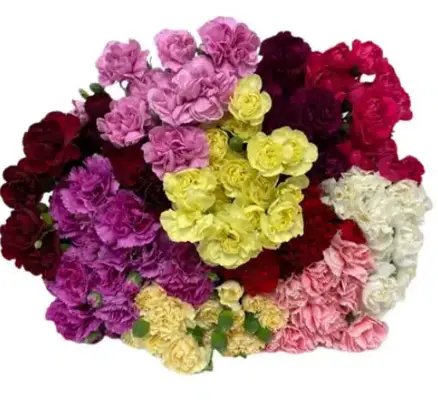 PO Mini Carnations Assorted